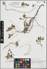 Foto von Salix herbacea L. x Salix polaris Wahlenb.